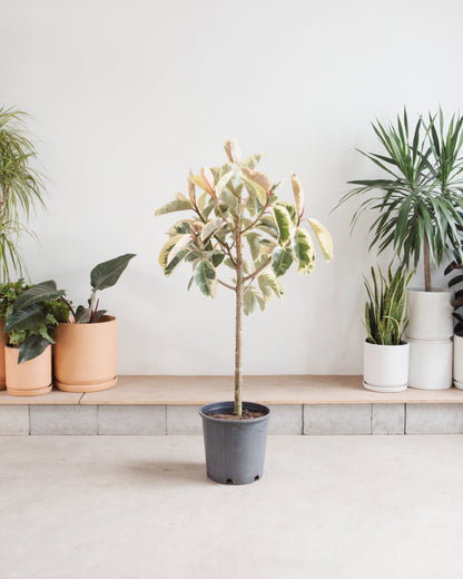 Tineke Rubber Tree: Ficus elastica - 14 inch pot - 5 foot tall