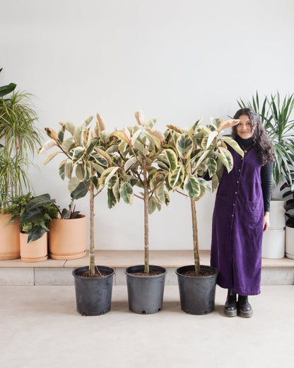 purple rubber tree Tineke Ficus Rubber Tree - 14" Pot