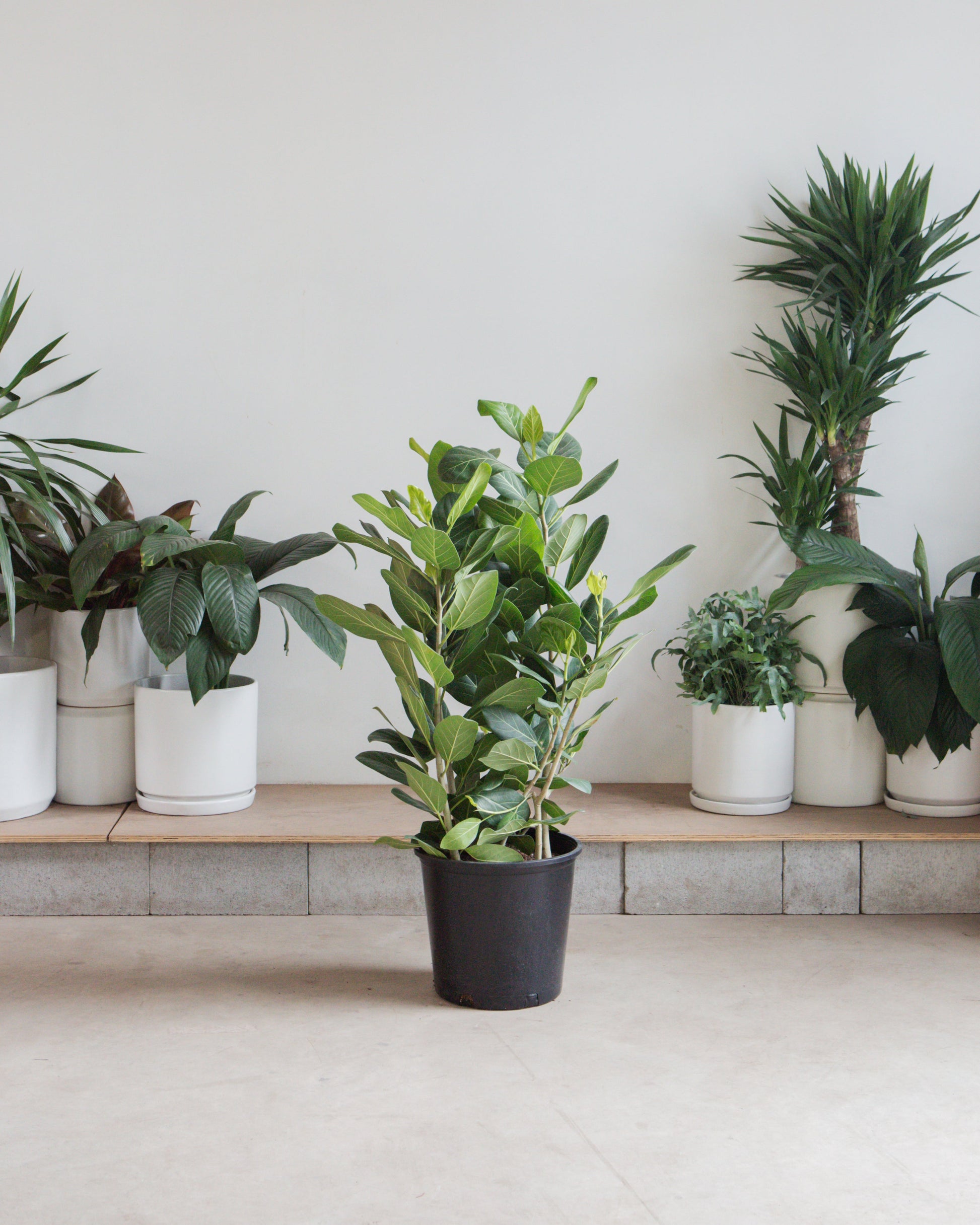 Ficus Audrey Bush: Ficus benghalensis - 14 inch pot - 3-5 foot tall — indoor plant — indoor plant for sale by Promise Supply for delivery and pickup in Toronto.