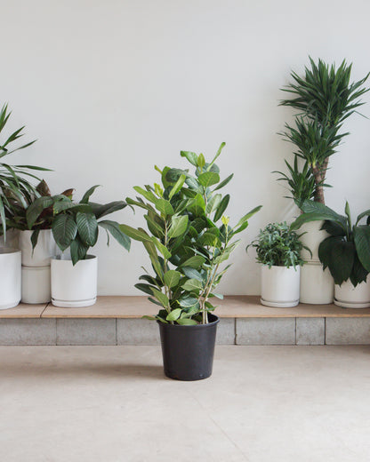 Ficus Audrey Bush: Ficus benghalensis - 14 inch pot - 3-5 foot tall — indoor plant — indoor plant for sale by Promise Supply for delivery and pickup in Toronto.