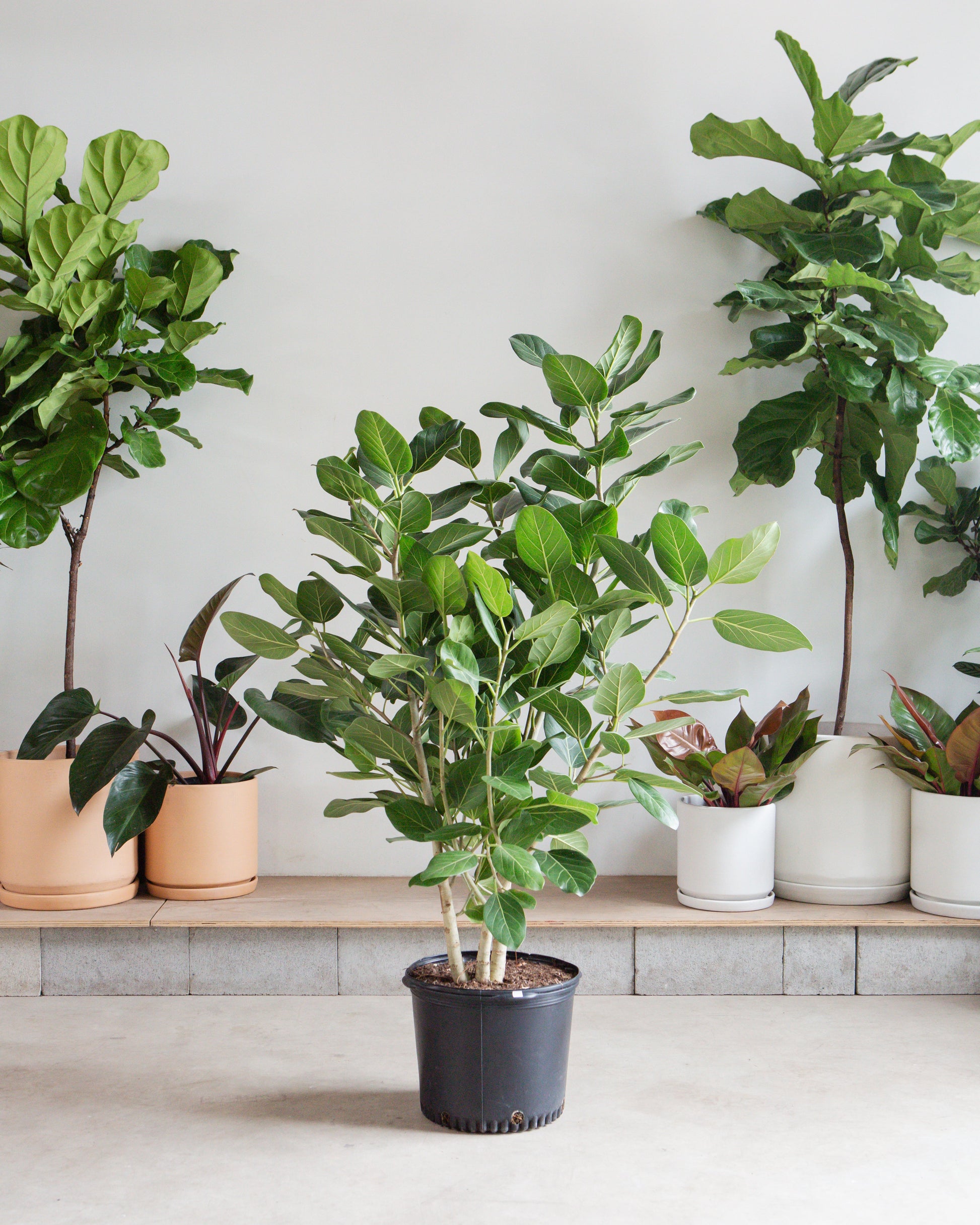 ficus audrey rubber plant Audrey Ficus Benghalensis Bush - 14" Pot