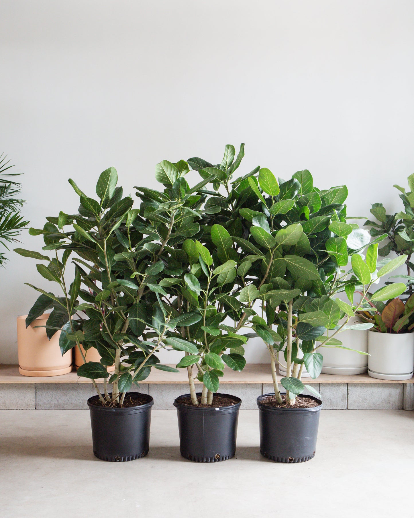 Ficus Audrey Bush: Ficus benghalensis - 14 inch pot - 3-5 foot tall — indoor plant — indoor plant for sale by Promise Supply for delivery and pickup in Toronto.