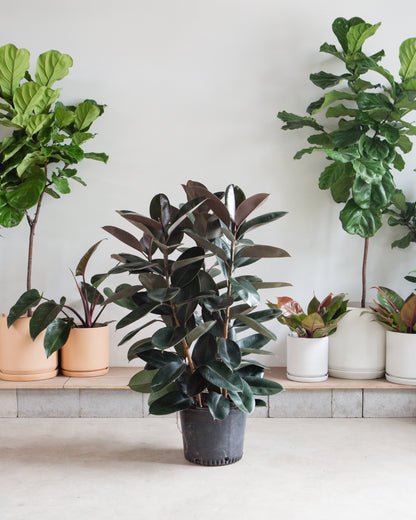 Burgundy Rubber Bush: Ficus elastica - 14 inch pot - 4 foot tall