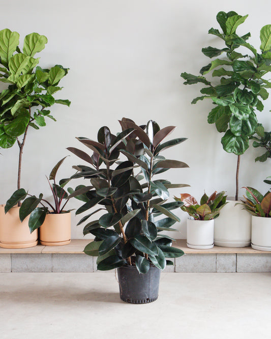 Burgundy Rubber Bush: Ficus elastica - 14 inch pot - 4 foot tall