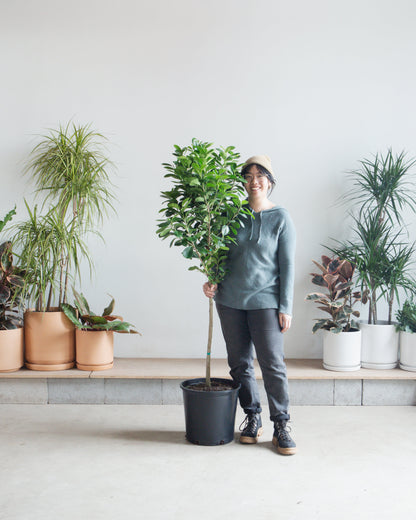 Ficus Moclame Tree: Ficus microcarpa 'Daniella' - 14 inch pot - 5 foot tall — indoor plant — indoor plant for sale by Promise Supply for delivery and pickup in Toronto.