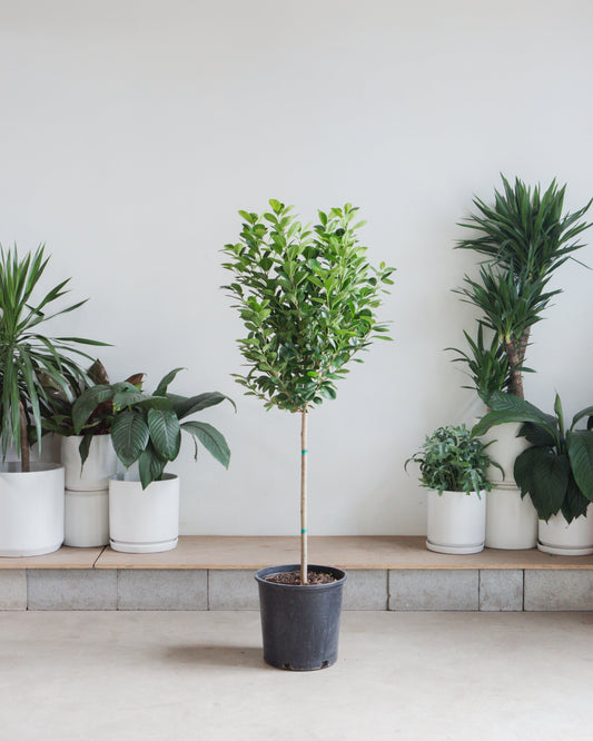 Ficus Moclame: Ficus microcarpa - 14 inch pot - 4.5-6 foot tall
