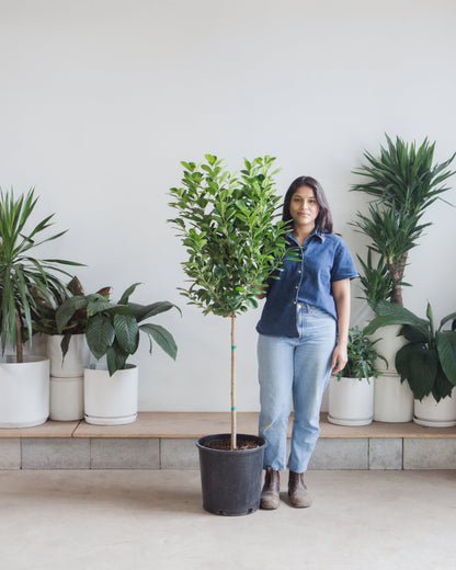 Ficus Moclame: Ficus microcarpa - 14 inch pot - 4.5-6 foot tall