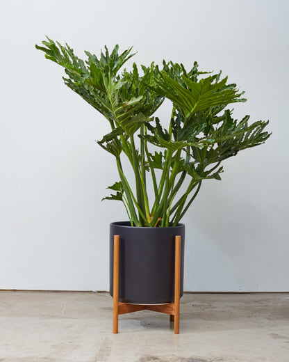 Hope Selloum: Philodendron bipinnatifidum - 12 inch pot - 4 foot tall — in black planter — indoor plant for sale by Promise Supply for delivery and pickup in Toronto.