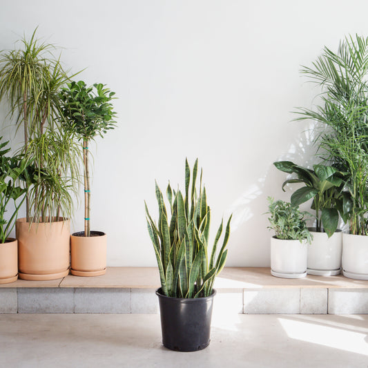 Yellow Snake Plant: Sansevieria trifasciata 'Laurentii' - 14 inch pot - 2.5-3 Foot Tall