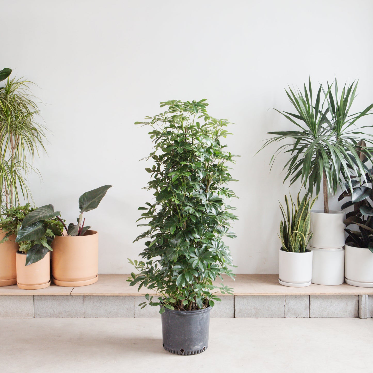 Umbrella Tree Column: Schefflera arboricola - 14 inch pot - 5.5-6 foot tall