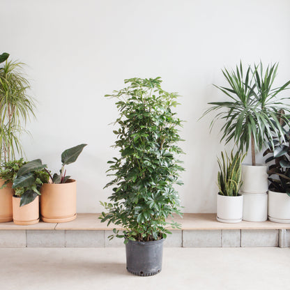 Umbrella Tree Column: Schefflera arboricola - 14 inch pot - 5.5-6 foot tall