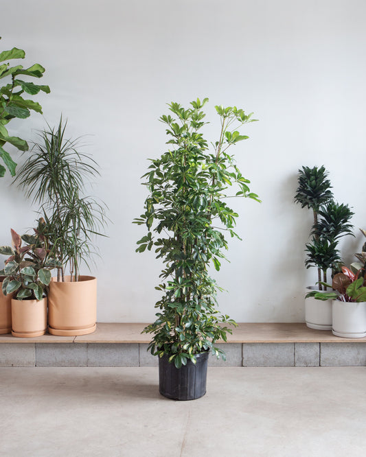 Variegated Dwarf Umbrella Column: Schefflera arboricola 'Capella' - 14 inch pot - 7+ foot tall