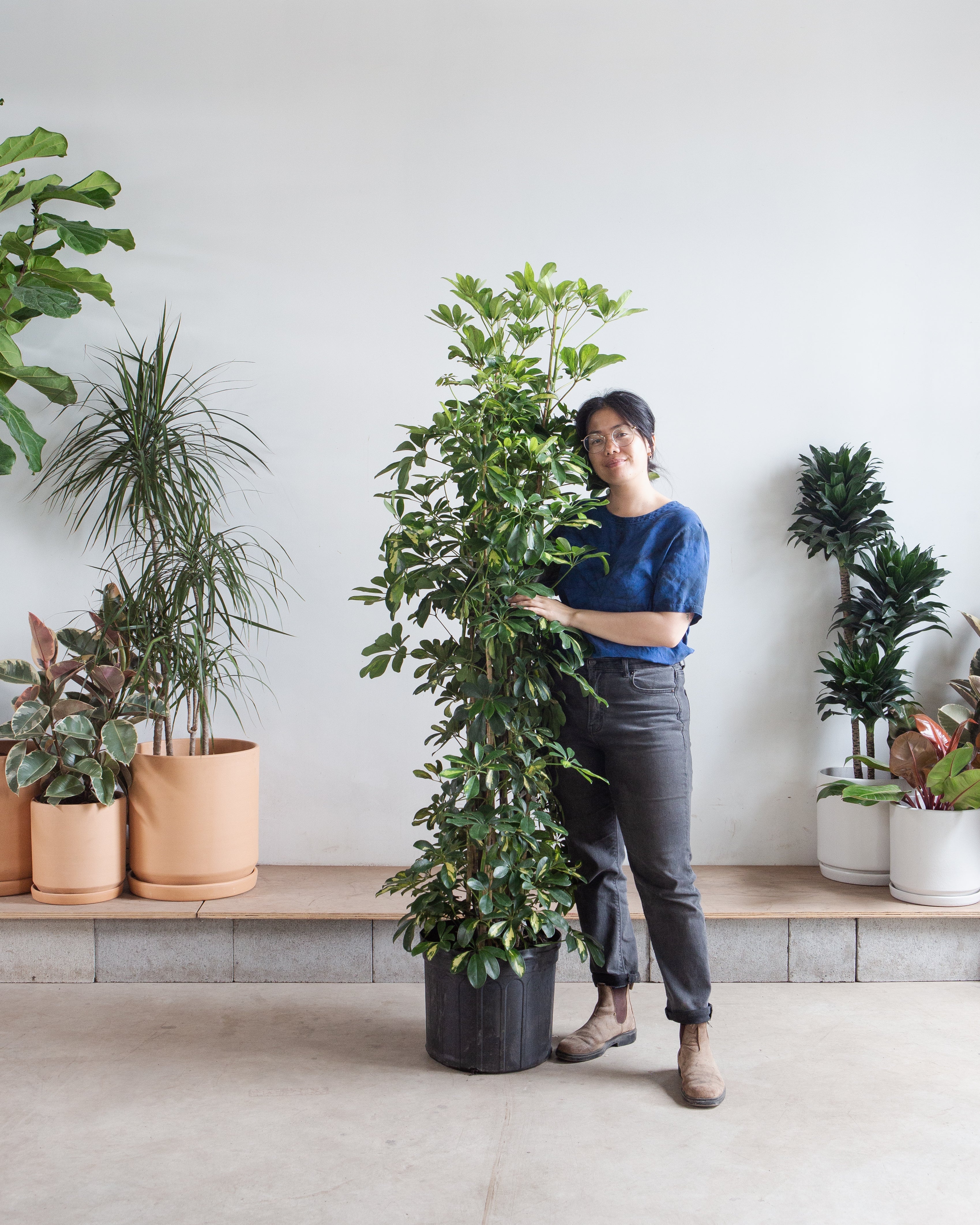鉢・プランター Umbrella Tree Pot DIABOLOS Variegated Dwarf Umbrella Tree: Schefflera - 14