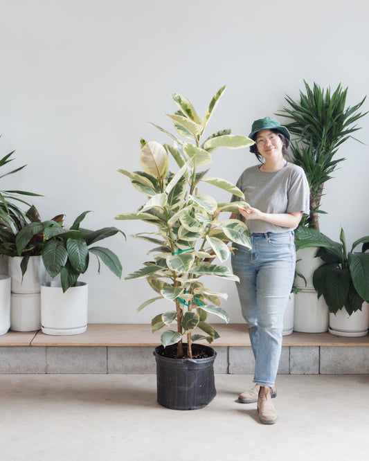 Tineke Rubber Bush: Ficus elastica - 14 inch pot - 3-6 foot tall