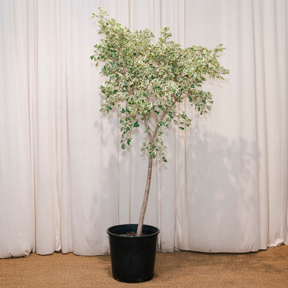 Variegated Natal Fig: Ficus triangularis - 14 inch pot - 5.5-6 Foot Tall