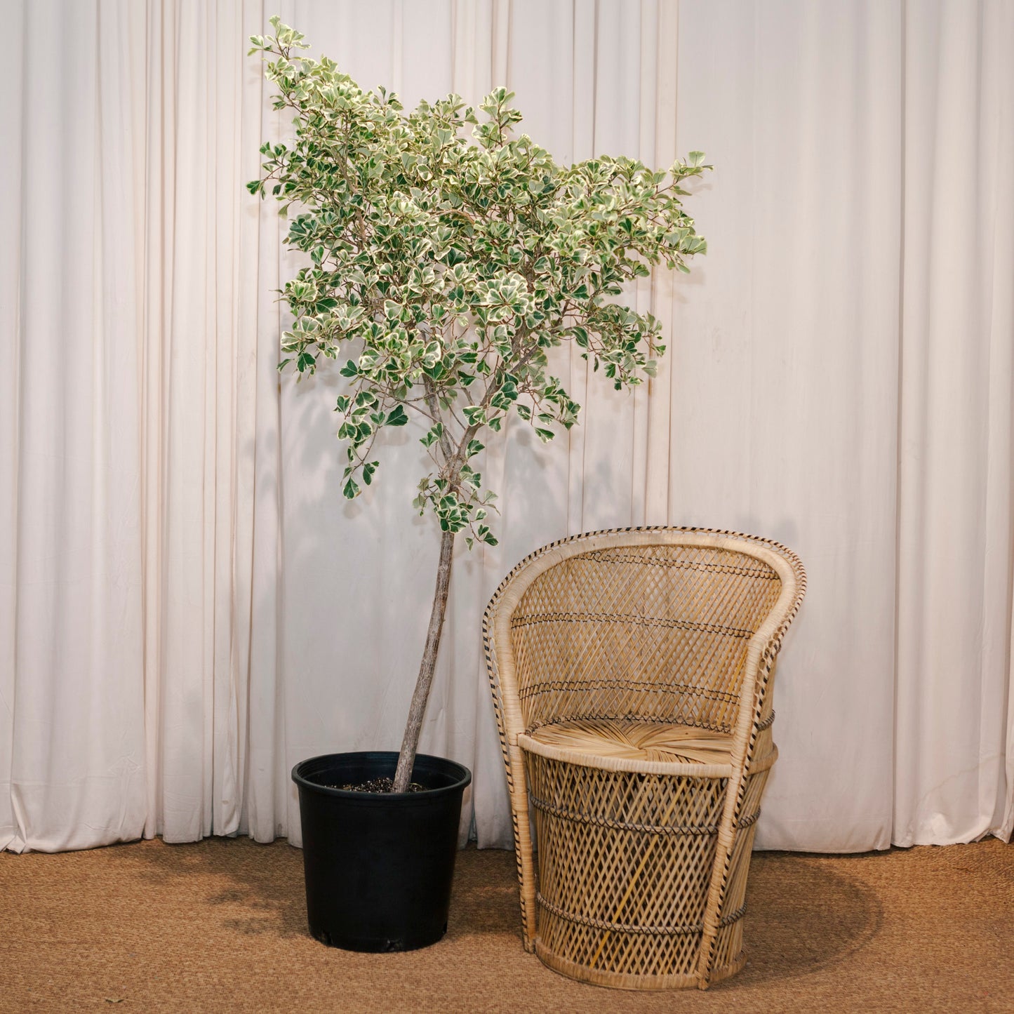 Variegated Natal Fig: Ficus triangularis - 14 inch pot - 5.5-6 Foot Tall