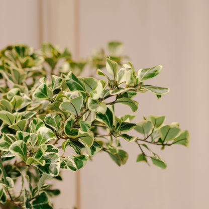 Variegated Natal Fig: Ficus triangularis - 14 inch pot - 5.5-6 Foot Tall