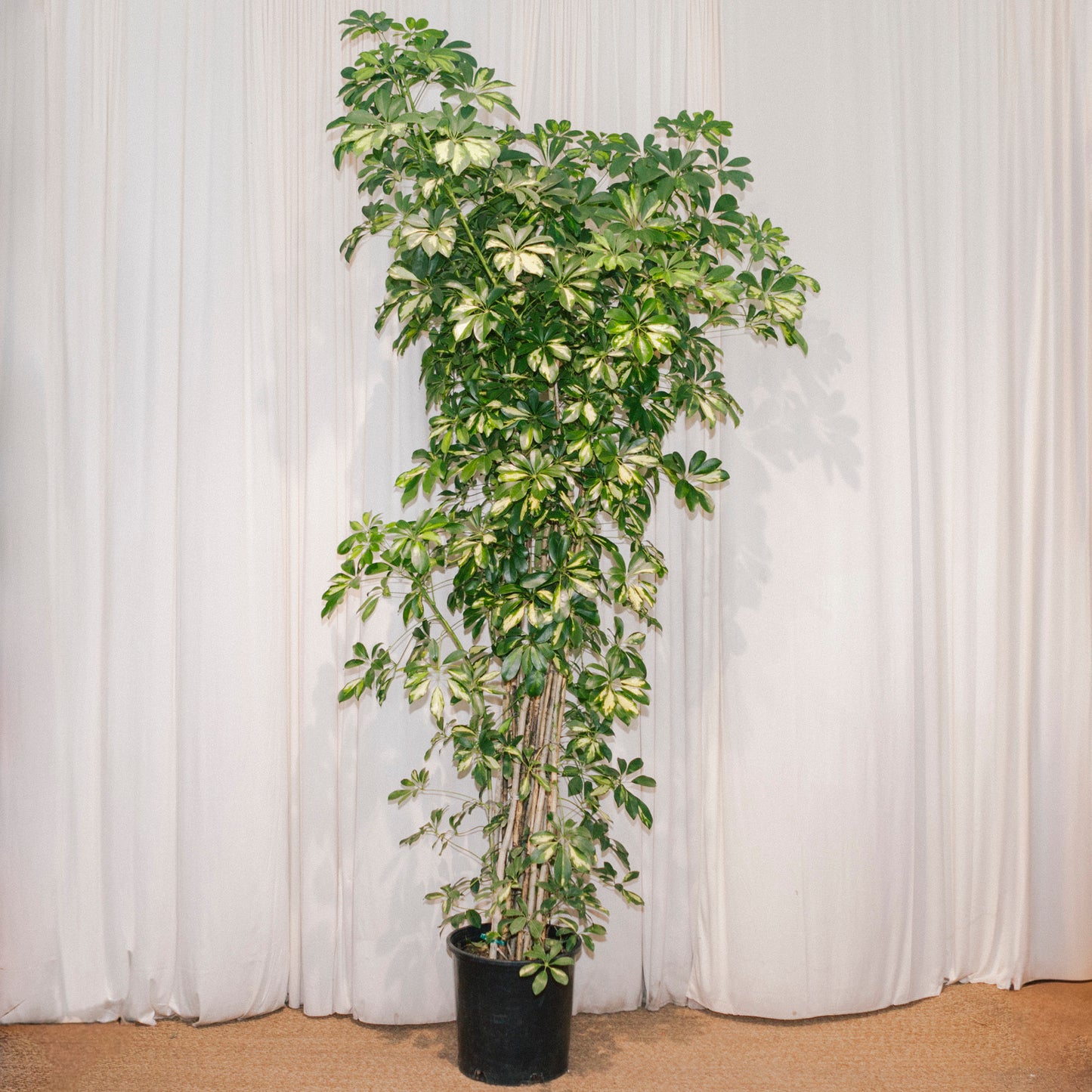 Variegated Dwarf Umbrella Column: Schefflera arboricola 'Capella' - 14 inch pot - 7+ foot tall