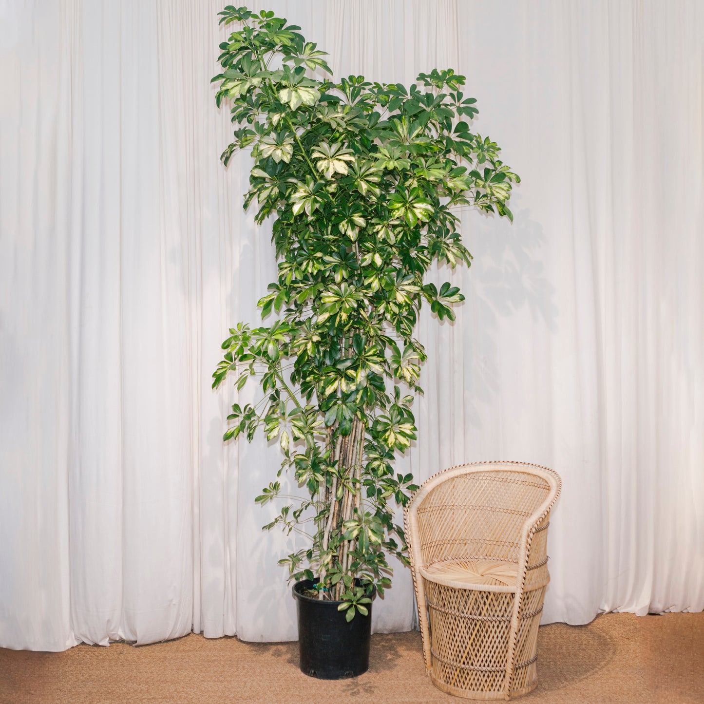 Variegated Dwarf Umbrella Column: Schefflera arboricola 'Capella' - 14 inch pot - 7+ foot tall