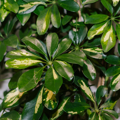 Variegated Dwarf Umbrella Column: Schefflera arboricola 'Capella' - 14 inch pot - 7+ foot tall