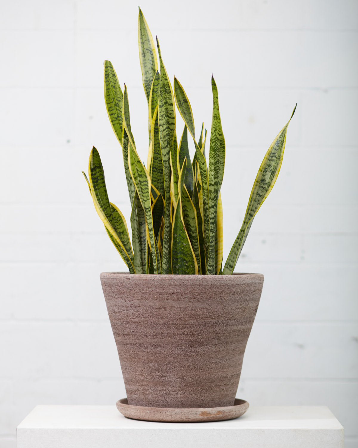Bergs Potter Julie Raw-Spun Pot with Drainage and Tray | 17.7 Inch Diameter — empty planter, studio photo — planter for sale by Promise Supply for delivery and pickup in Toronto.