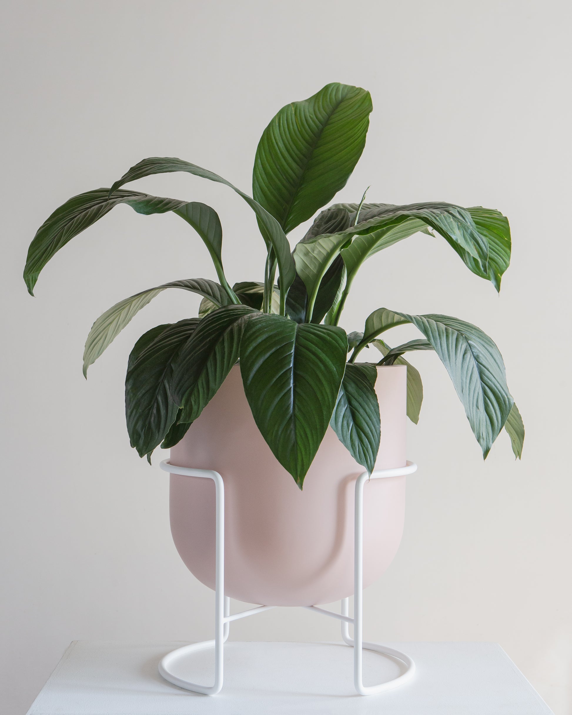 12 inch indoor planter with stand Rotunda Pink Planter – No Drainage – 12 inch – Promise Supply