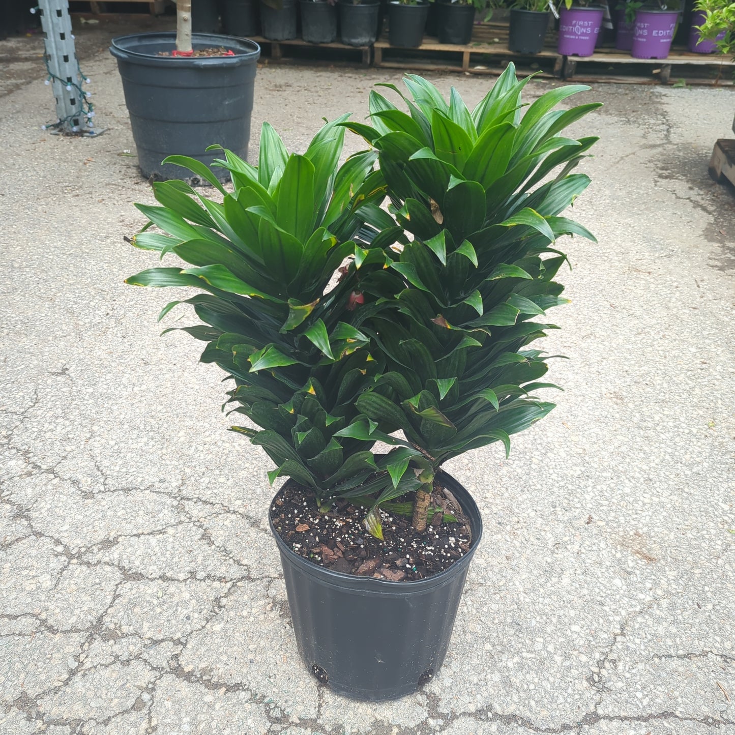 Compact Corn Plant, Janet Craig Compacta (Dracaena compacta) in a 10 inch pot. Indoor plant for sale by Promise Supply for delivery and pickup in Toronto