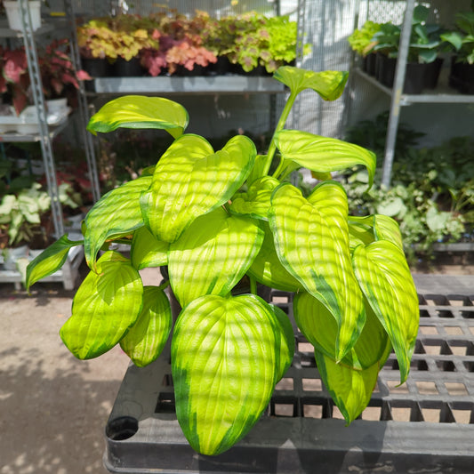 Stained Glass Hosta: Hosta 'Stained Glass' - 1GAL Pot CM Tall