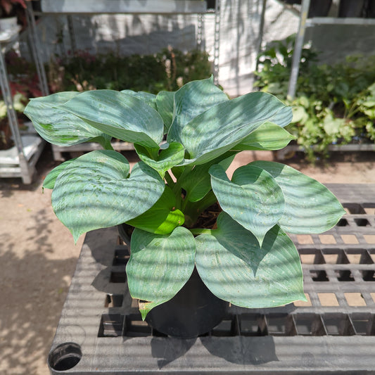 Big Daddy: Hosta - 1GAL Pot