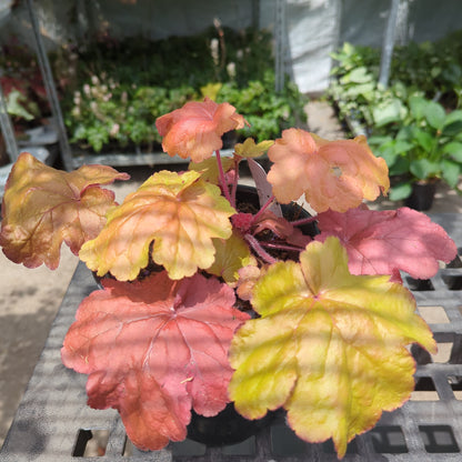 Fire Alarm Coral Bells: Heuchera - 1GAL Pot