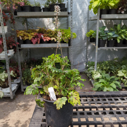 Sylvan Lace Foamflower: Tiarella - 1GAL Pot