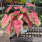 Tickle Me Pink Caladium (Caladium 'Tickle Me Pink) in a 6 inch pot. Indoor plant for sale by Promise Supply for delivery and pickup in Toronto