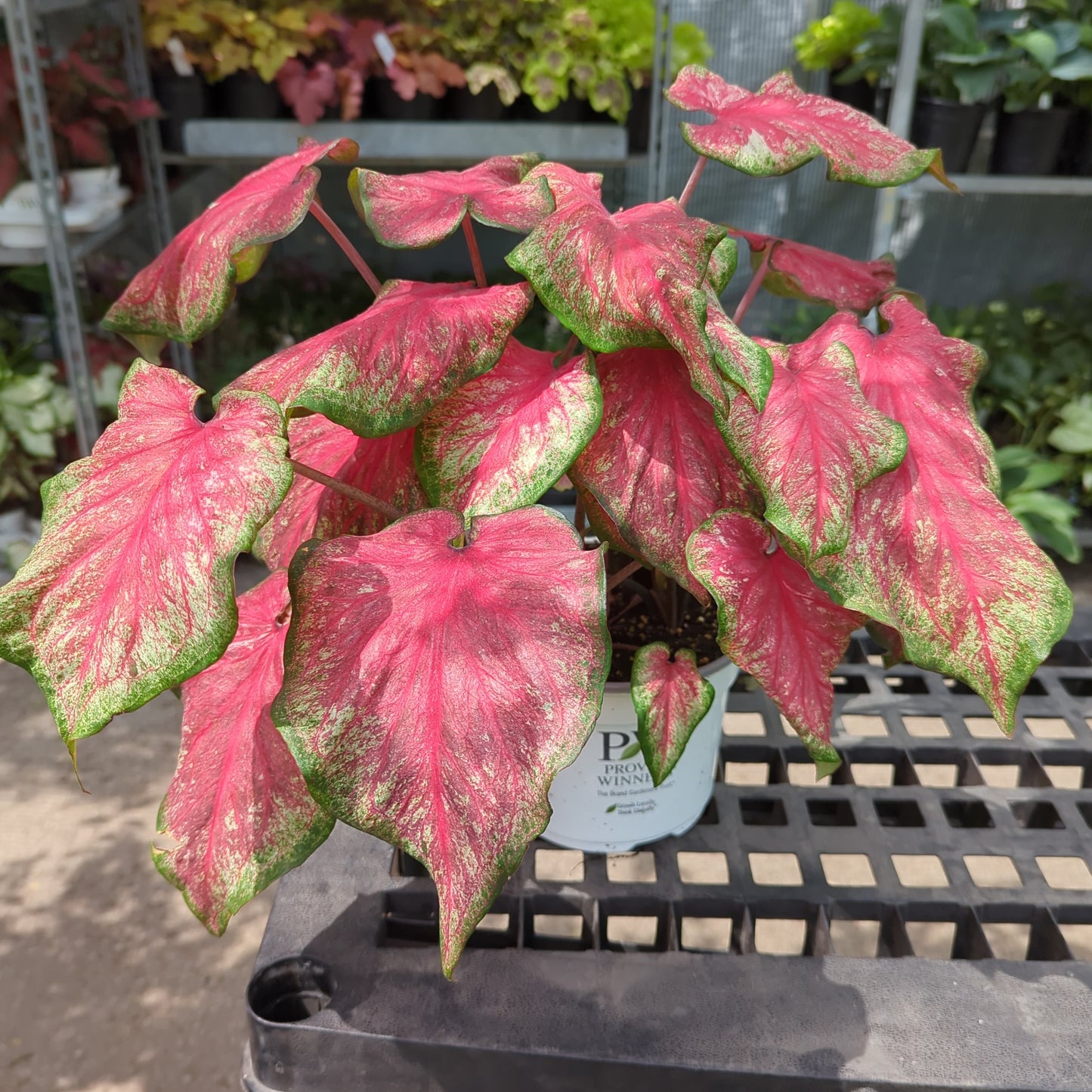 Tickle Me Pink Caladium (Caladium 'Tickle Me Pink) in a 6 inch pot. Indoor plant for sale by Promise Supply for delivery and pickup in Toronto