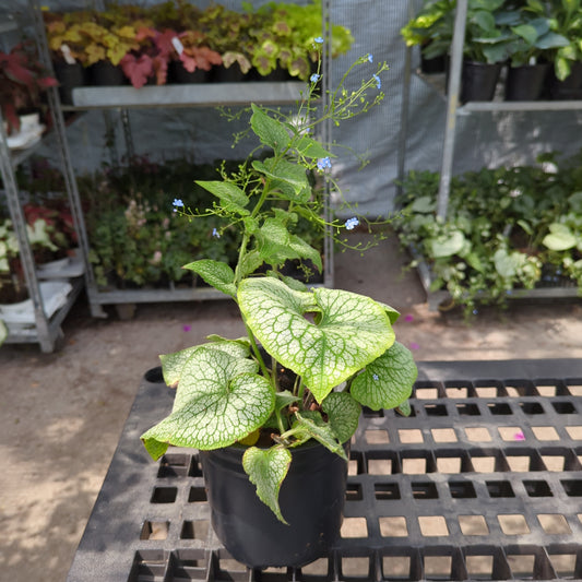 Alexander's Great Bugloss: Brunnera macrophylla - 1GAL Pot