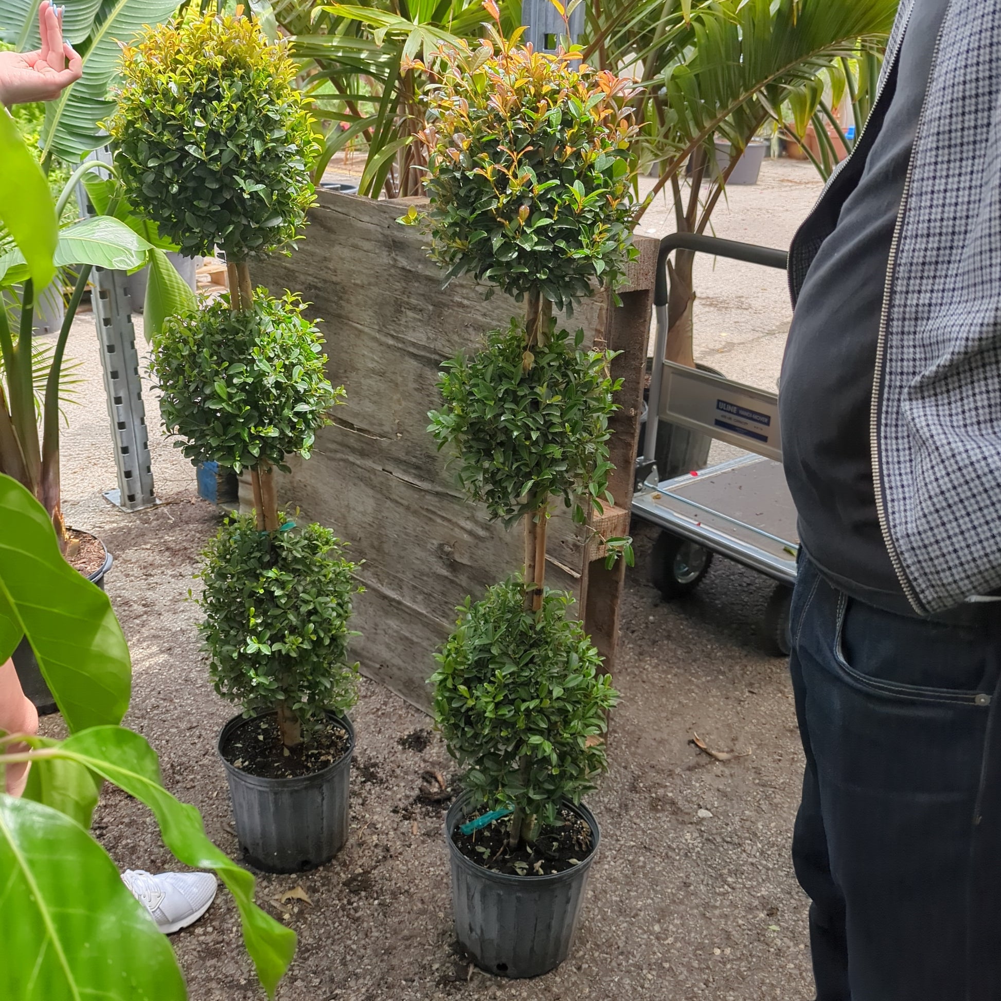eugenia indoor plant Eugenia Topiary 3-Ball: Syzygium myrtifolium - 10 inch pot