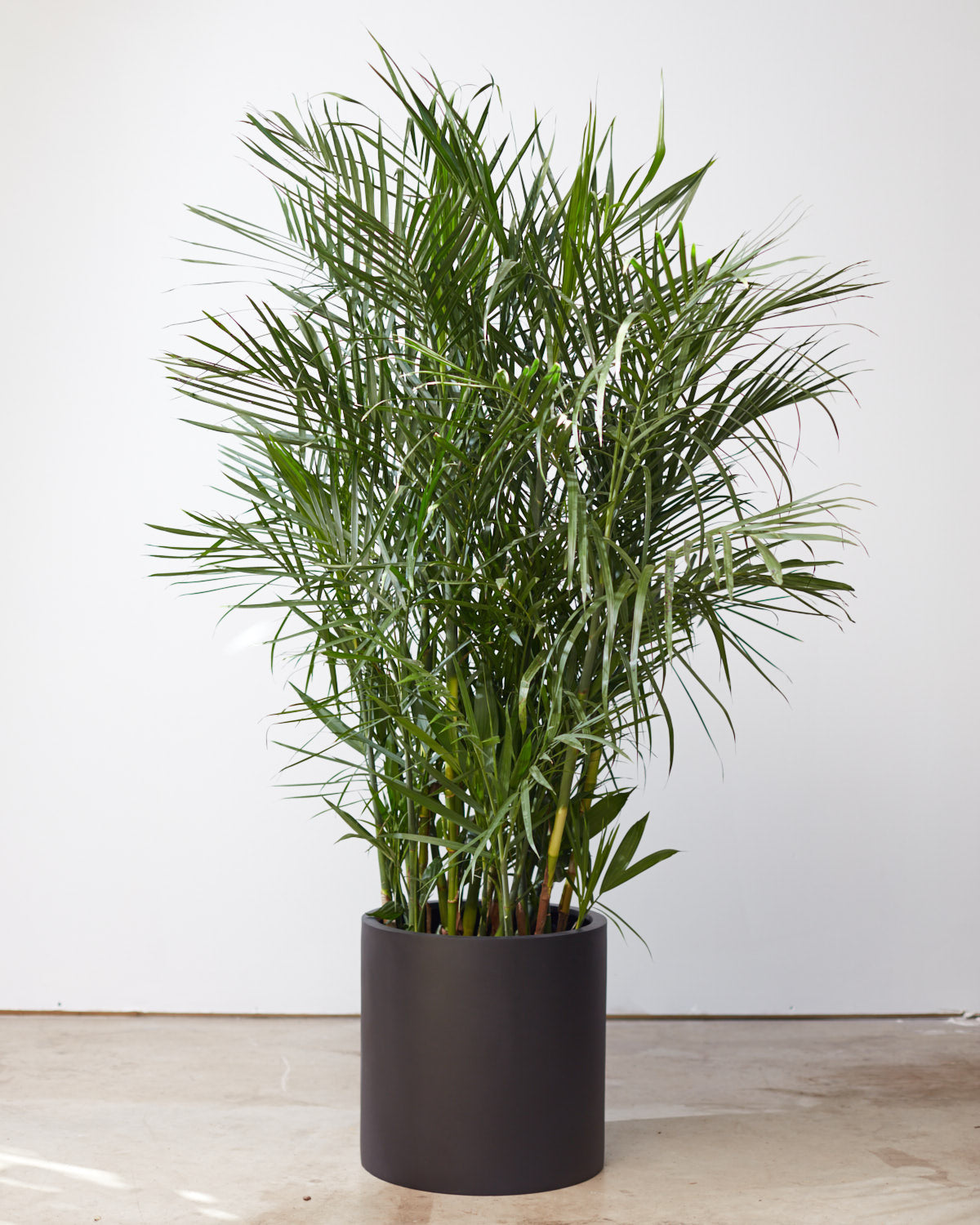 Bamboo Palm: Chamaedorea seifrizii - 14 inch pot - 6 foot tall