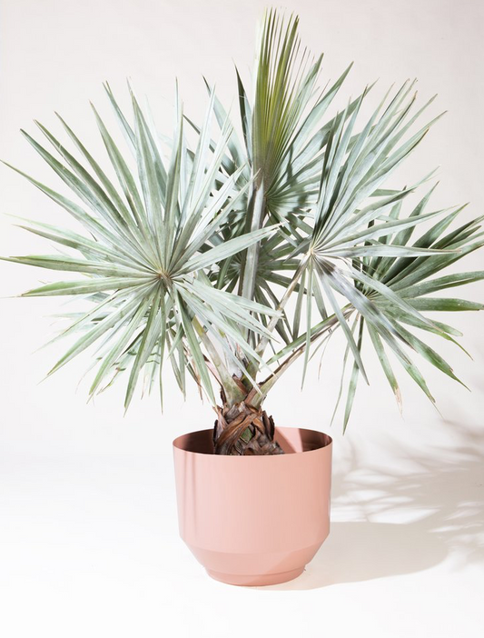 Silver Fan Palm: Bismarckia nobilis - 17 inch pot - 4-6 foot tall