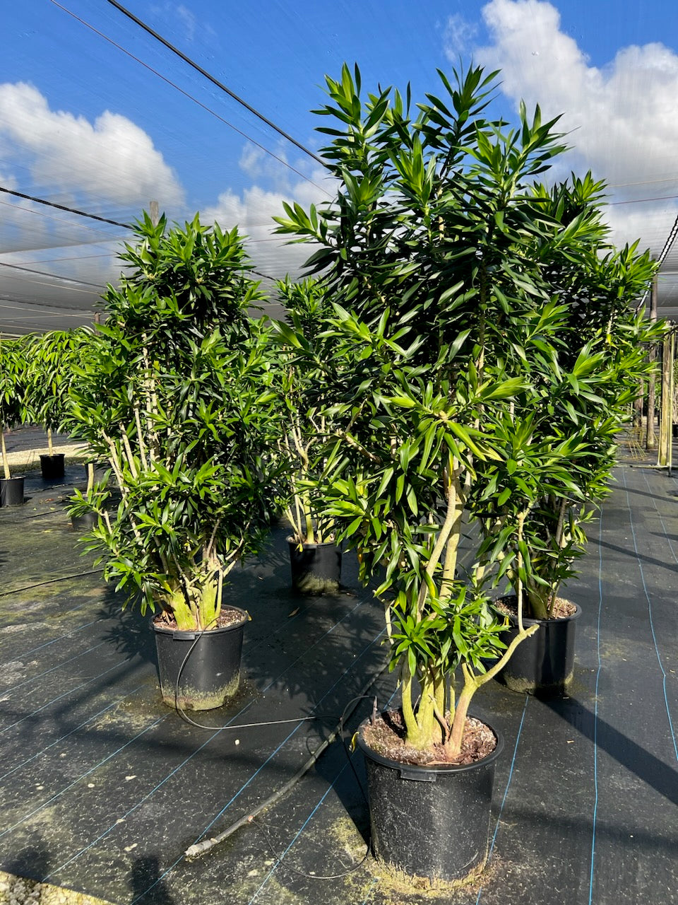 Pleomele: Dracaena reflexa - 21 inch pot - 8-9 foot tall