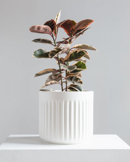 Doric White Planter | Fits up to 14 inch Nursery Pot *SALE: Small Chip*