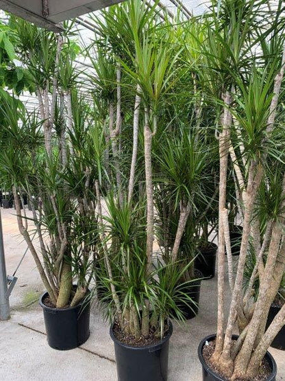 Character Dragon Tree: Dracaena marginata - 17 inch pot - 6-7+ foot tall