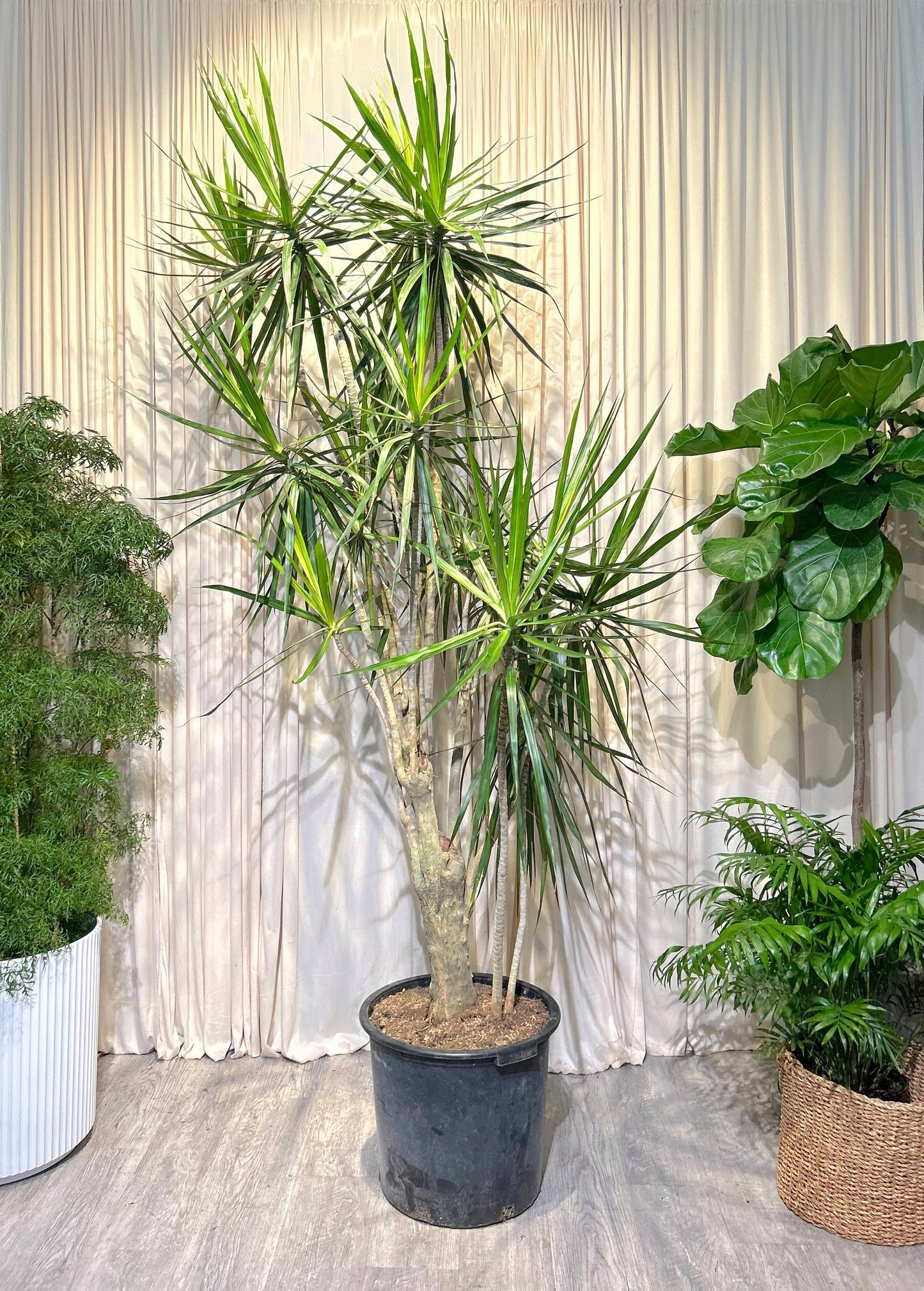 Character Dragon Tree: Dracaena marginata - 17 inch pot - 6-7+ foot tall