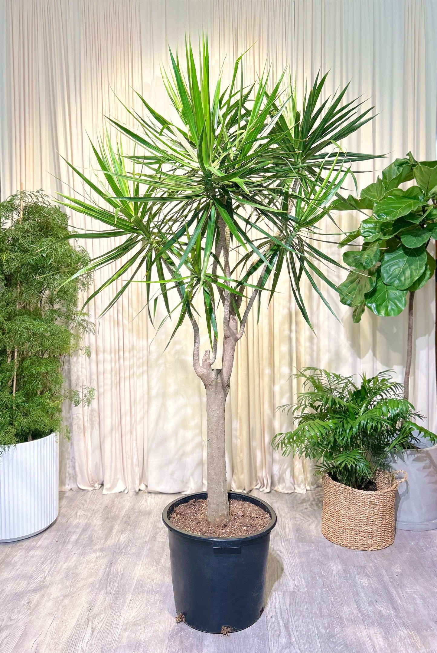 Character Dragon Tree: Dracaena marginata - 17 inch pot - 6-7+ foot tall