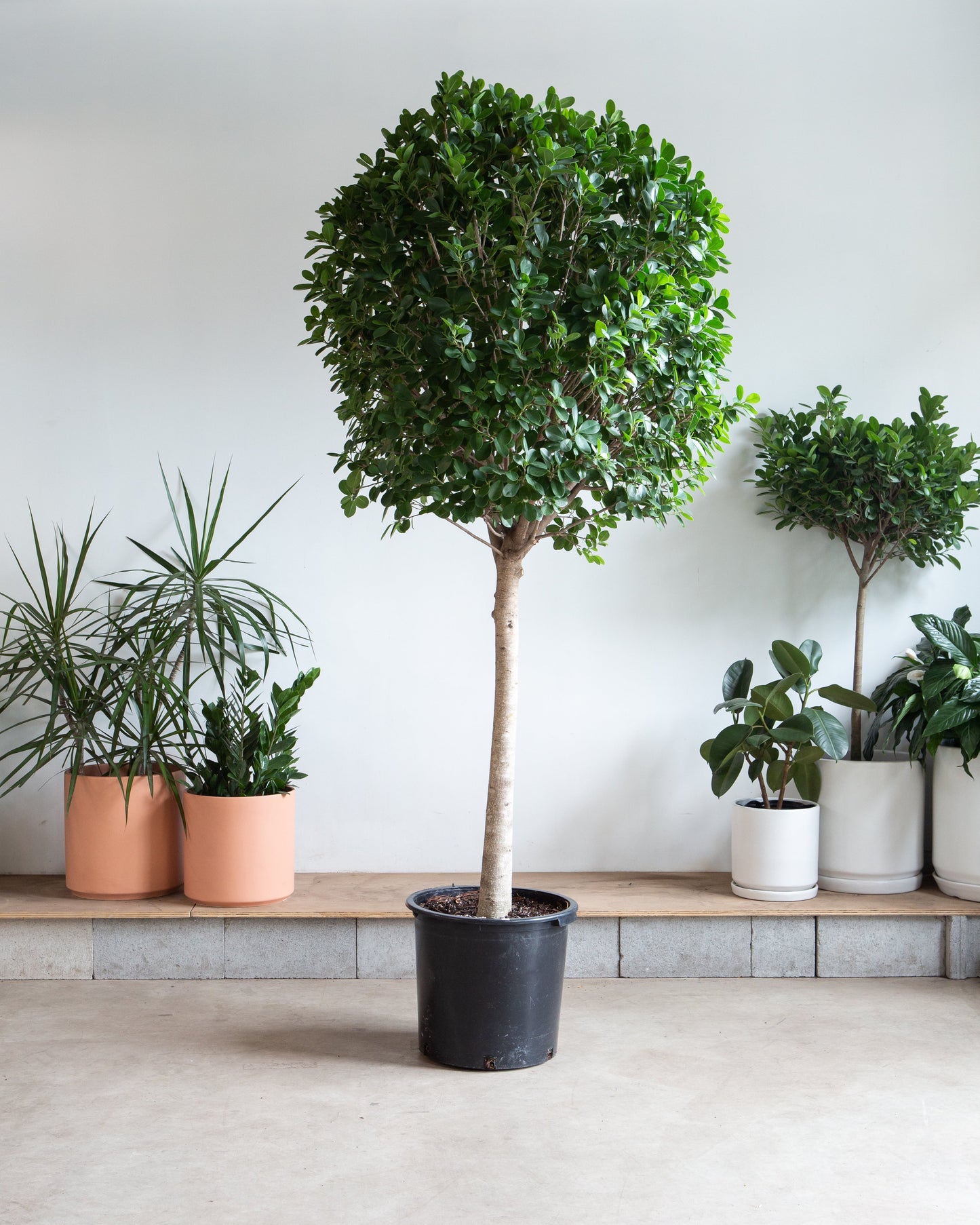 Ficus Moclame: Ficus microcarpa - 21 inch pot - 7-10+ foot tall