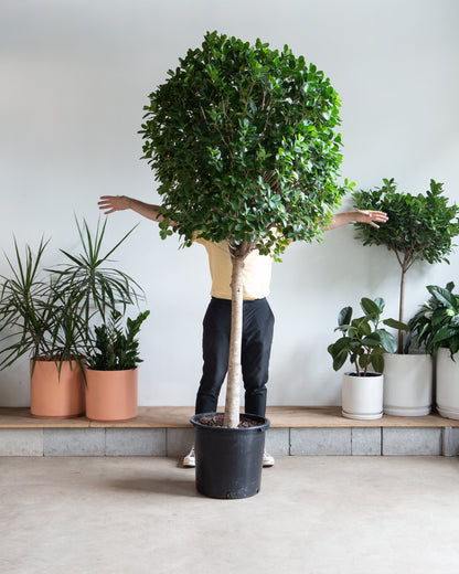 Ficus Moclame: Ficus microcarpa - 21 inch pot - 7-10+ foot tall