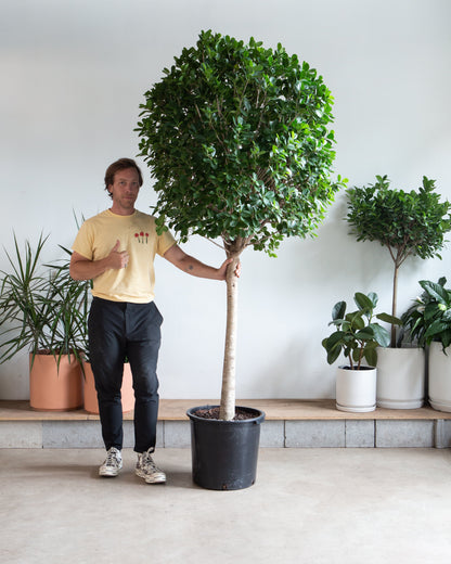 Ficus Moclame: Ficus microcarpa - 21 inch pot - 7-10+ foot tall