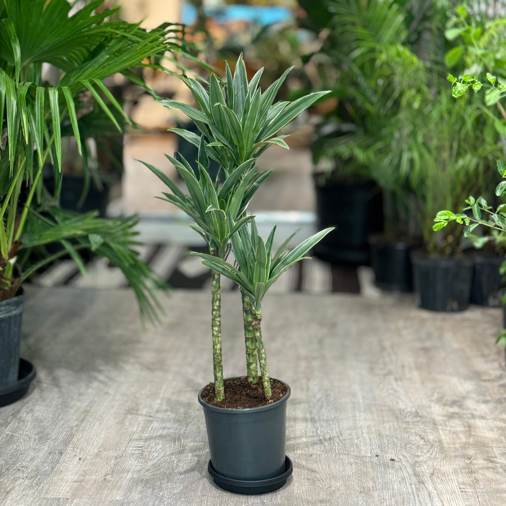 jade jewel dracaena Jade Jewel Cane: Dracaena Fragrans - 8" Pot