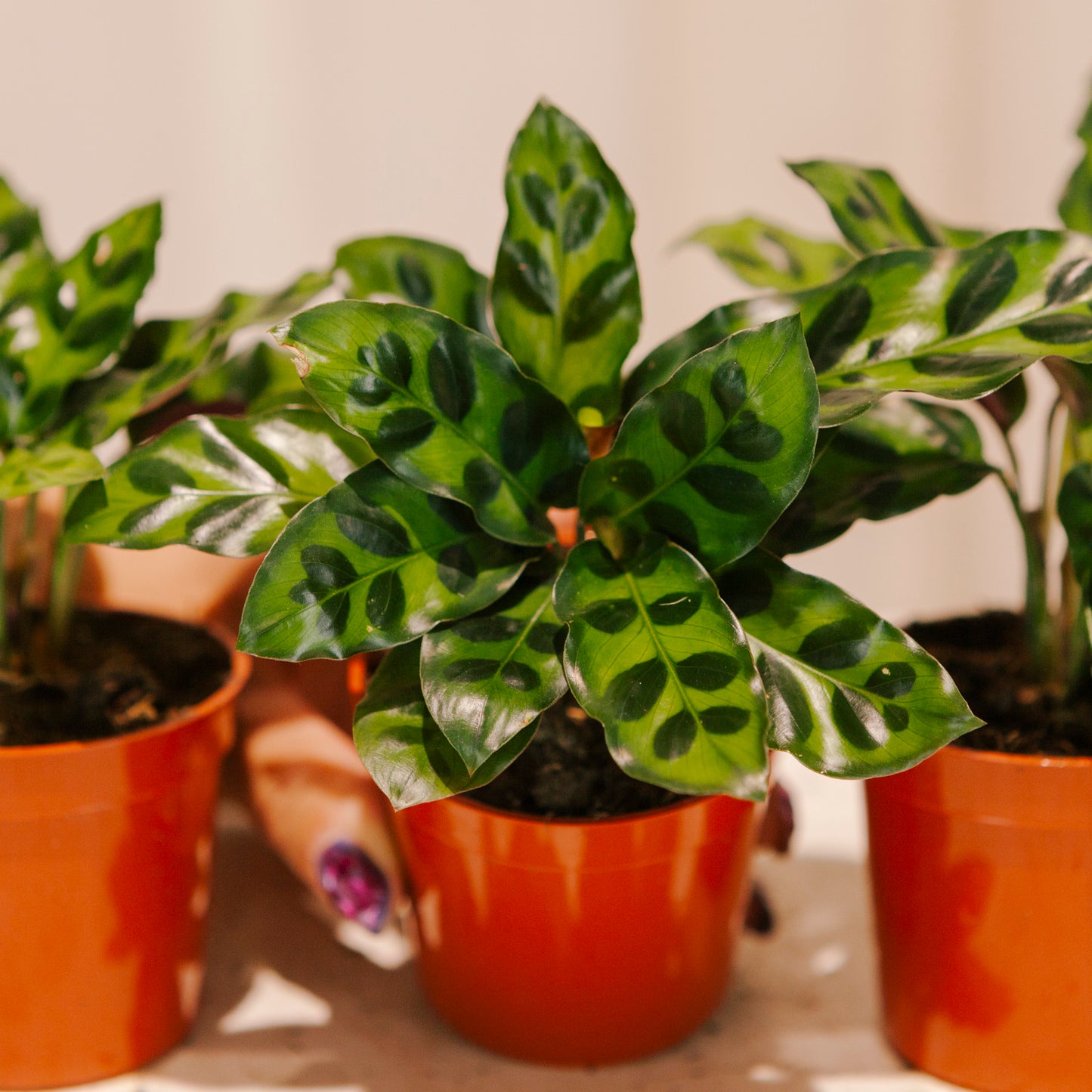 Rattlesnake Calathea: Goeppertia lancifolia - 2.5 inch pot