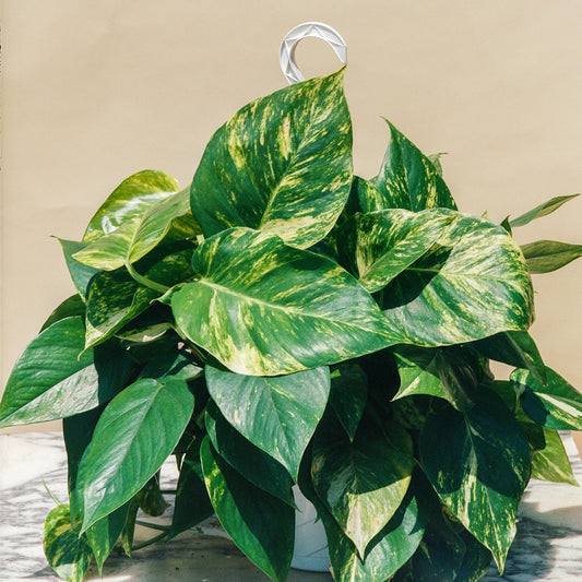 Golden Pothos (Epipremnum aureum) in a 10 inch pot. Indoor plant for sale by Promise Supply for delivery and pickup in Toronto
