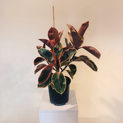 Ruby Rubber Bush: Ficus elastica - 8 inch pot - 2-3 foot tall