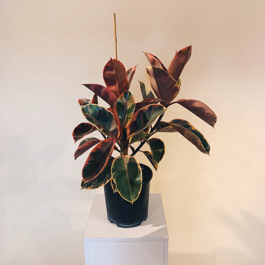 Ruby Rubber Bush: Ficus elastica - 8 inch pot - 2-3 foot tall